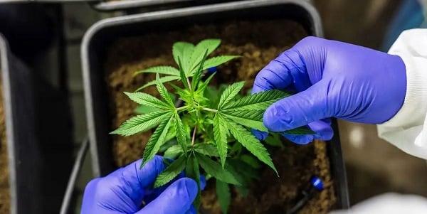 Juiz autoriza farmácia de manipulação a fabricar produtos de cannabis