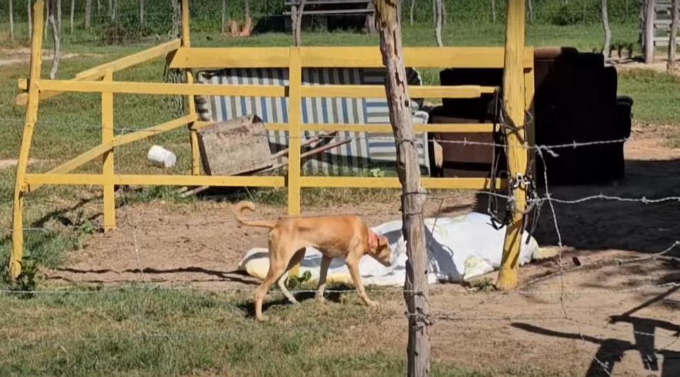 Homem é morto a tiros enquanto alimentava animais no interior do RN