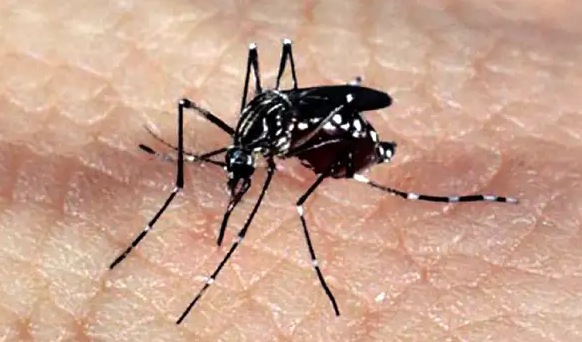 RN tem mais de 700 casos notificados de dengue em 2024